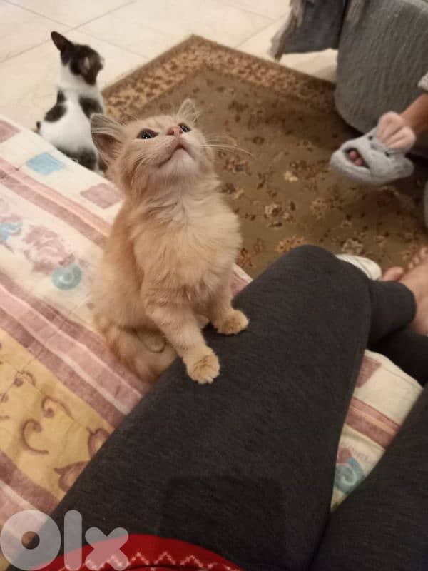 بسينات دكورة واناتي للتبني 2