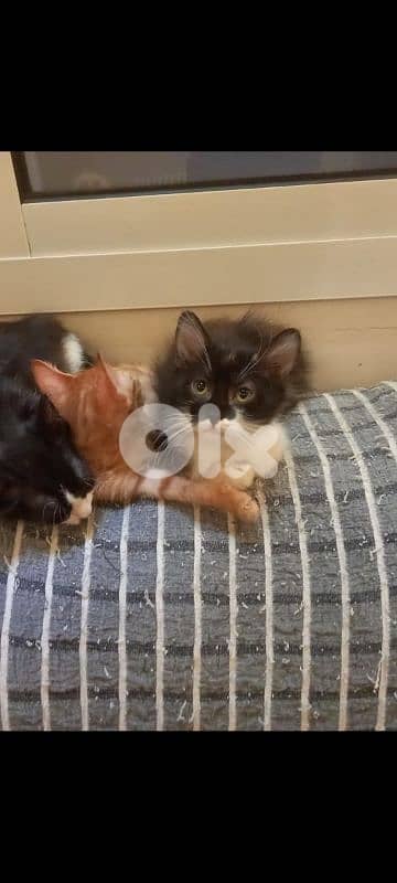 بسينات دكورة واناتي للتبني 3