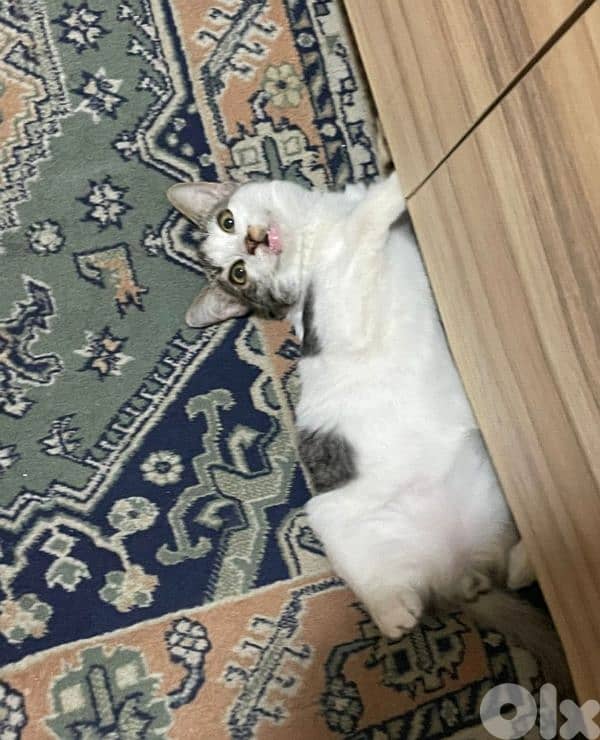 بسينات دكورة واناتي للتبني 4