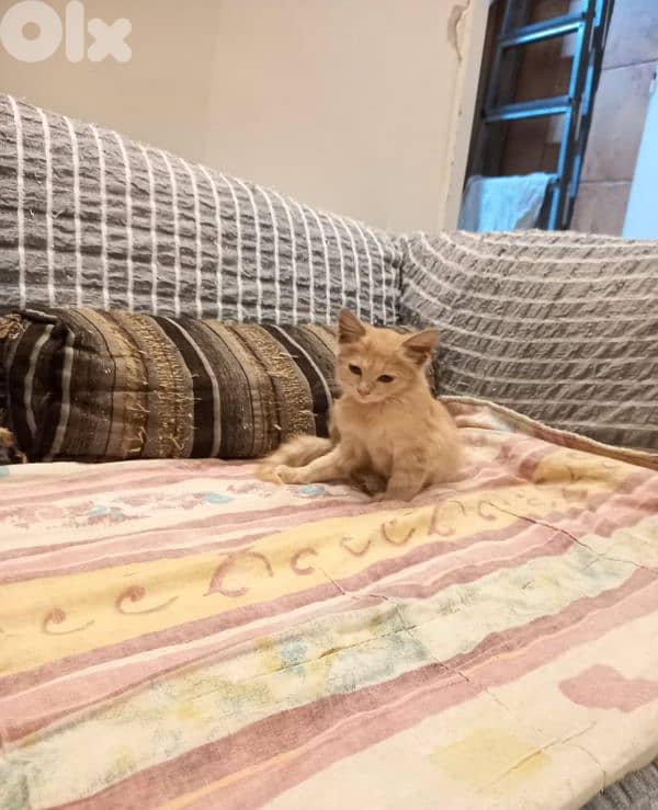 بسينات دكورة واناتي للتبني 5