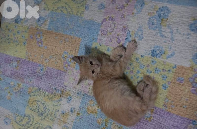 بسينات دكورة واناتي للتبني 6