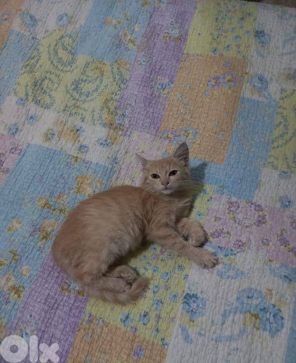 بسينات دكورة واناتي للتبني 7