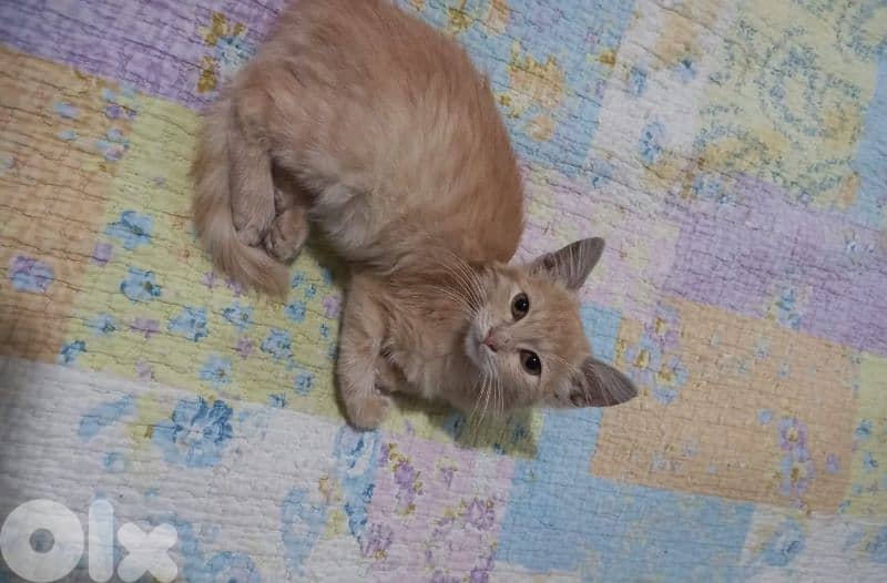 بسينات دكورة واناتي للتبني 8