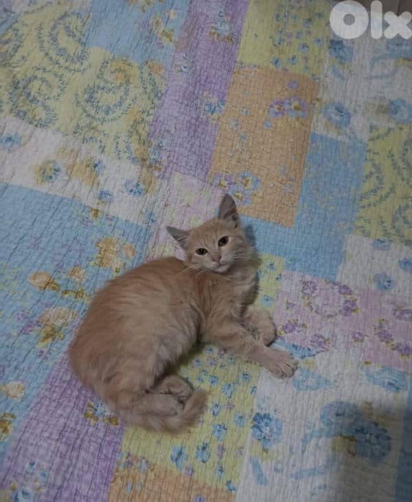 بسينات دكورة واناتي للتبني 9