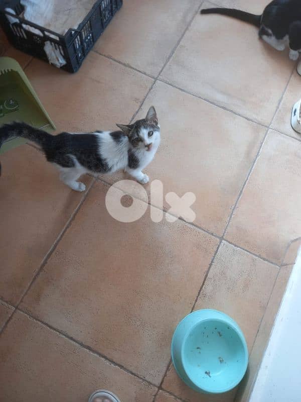 بسينات دكورة واناتي للتبني 11