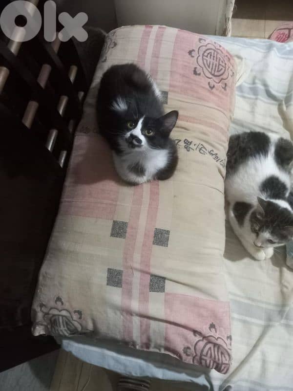 بسينات دكورة واناتي للتبني 12