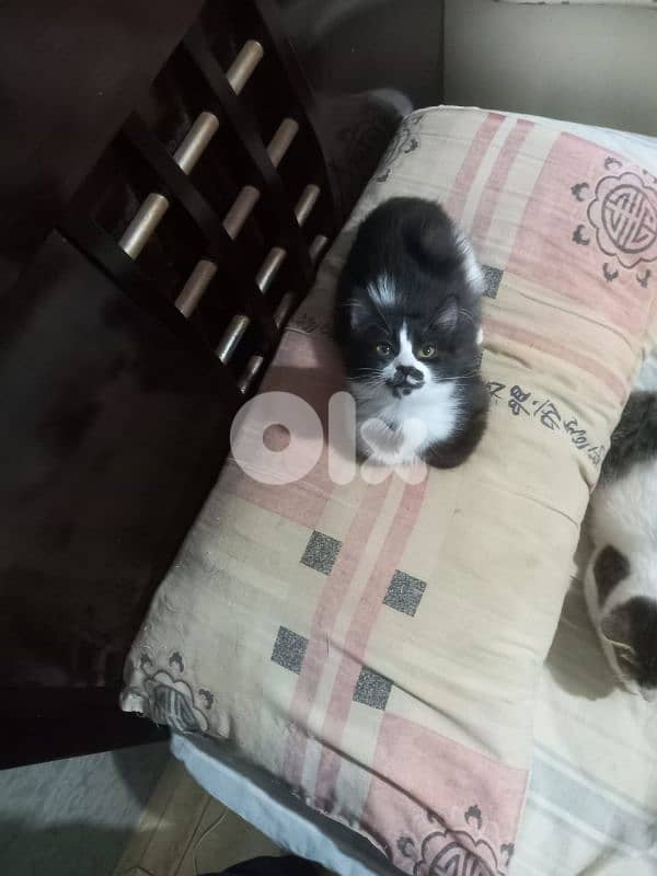 بسينات دكورة واناتي للتبني 13