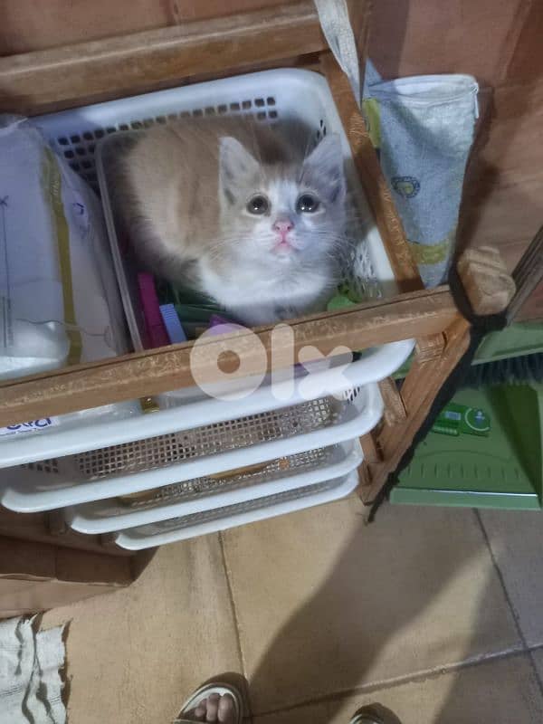 بسينات دكورة واناتي للتبني 15