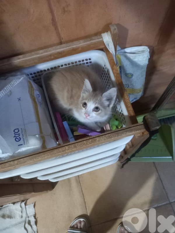 بسينات دكورة واناتي للتبني 16