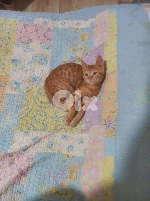 بسينات دكورة واناتي للتبني 17