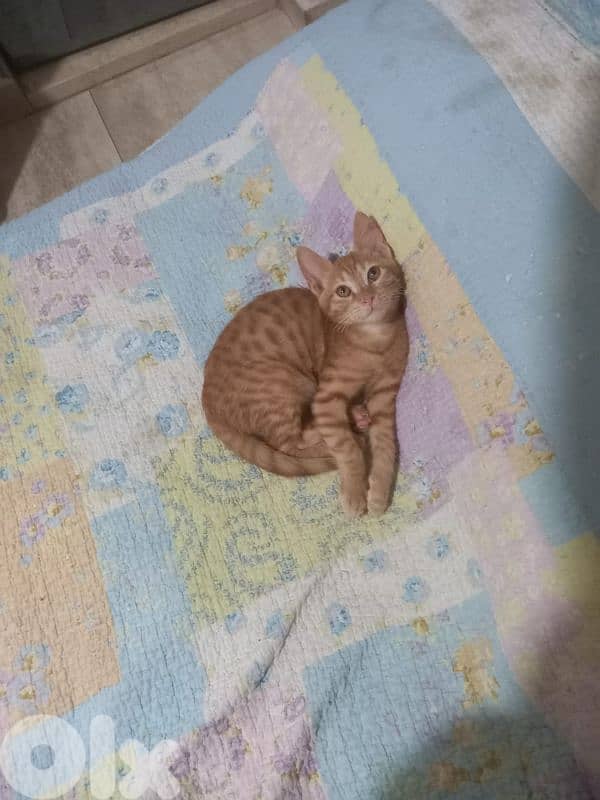 بسينات دكورة واناتي للتبني 18