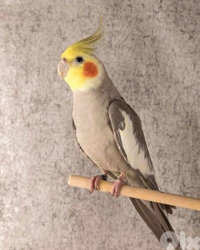 مرحبا مطلوب كروان للتبني 71437168