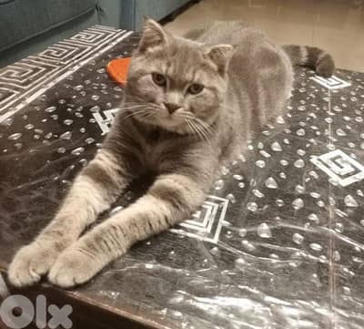 قط ذكر للزواج male cat for mating