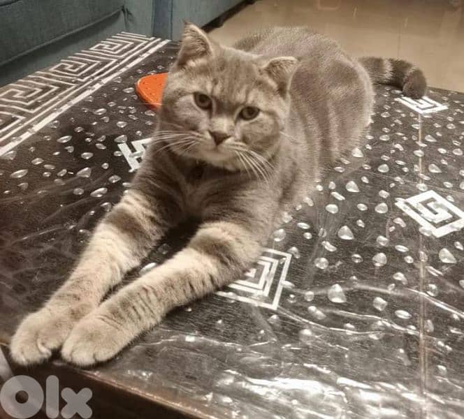 قط ذكر للزواج male cat for mating 0