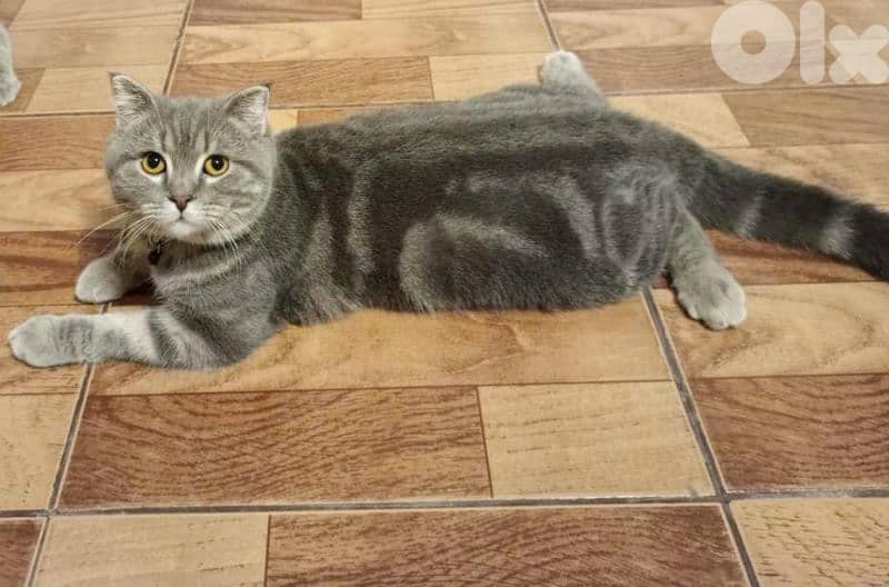 قط ذكر للزواج male cat for mating 1