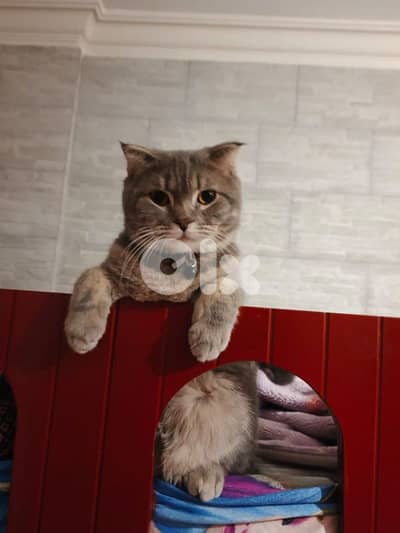 قط ذكر للزواج أو للبيع  male cat for mating or for sale