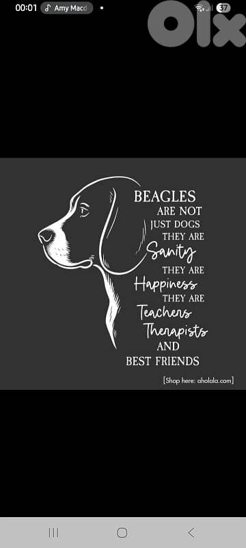 beagle puppy for sale