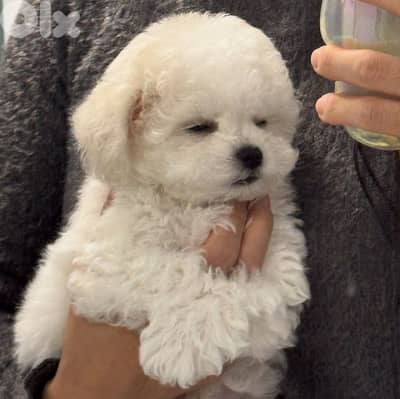 Bichon puppies available males and females