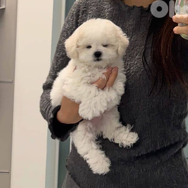 Bichon puppies available males and females 1