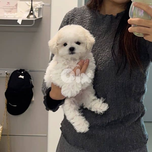 Bichon puppies available males and females 2