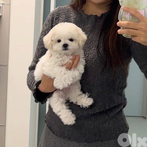 Bichon puppies available males and females 3