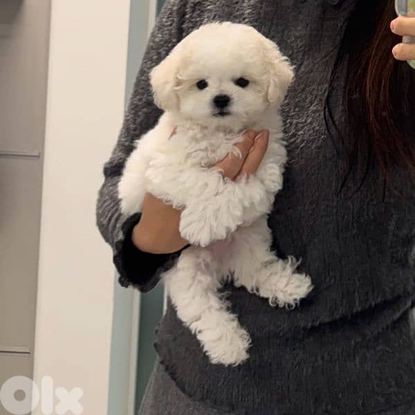 Bichon puppies available males and females 4
