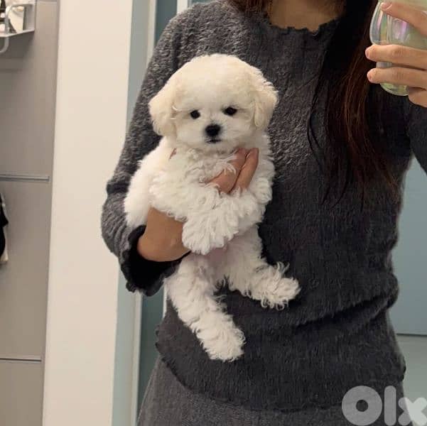 Bichon puppies available males and females 5