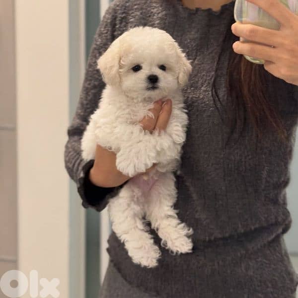 Bichon puppies available males and females 6