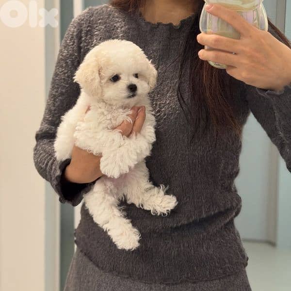 Bichon puppies available males and females 7