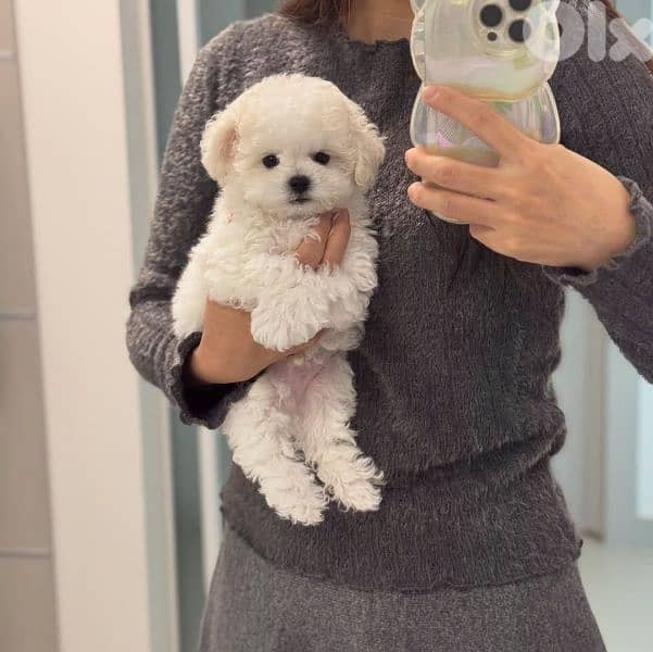 Bichon puppies available males and females 8