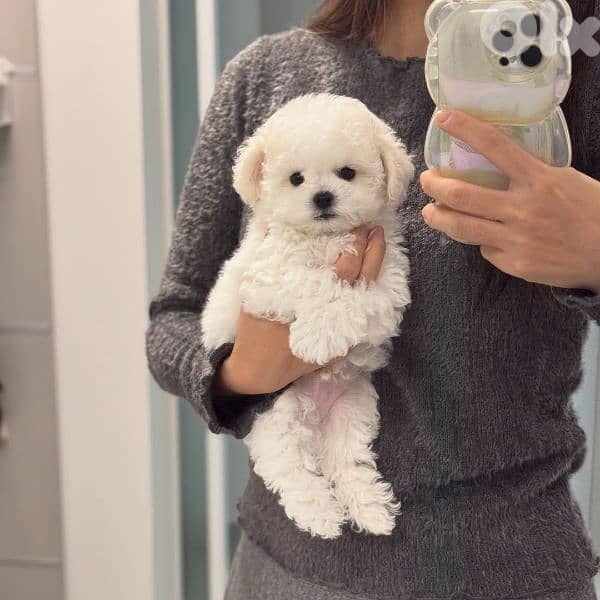 Bichon puppies available males and females 9