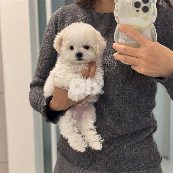 Bichon puppies available males and females 10