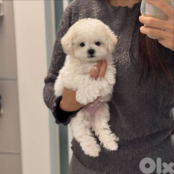 Bichon puppies available males and females 11