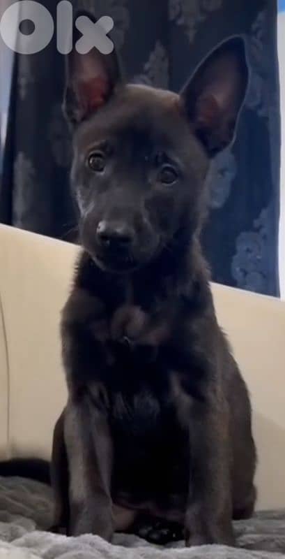 Puppies Malinois 1