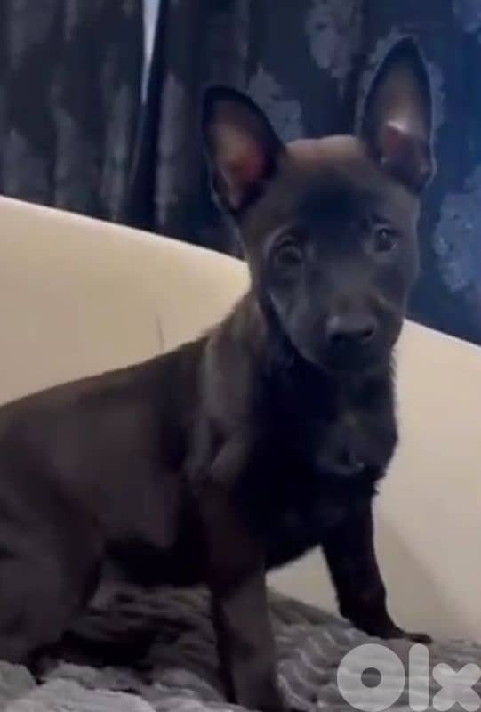 Puppies Malinois 2