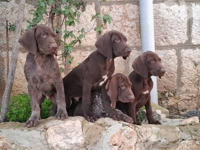 Gsp puppies available