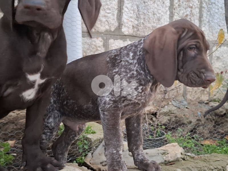 Gsp puppies available 1