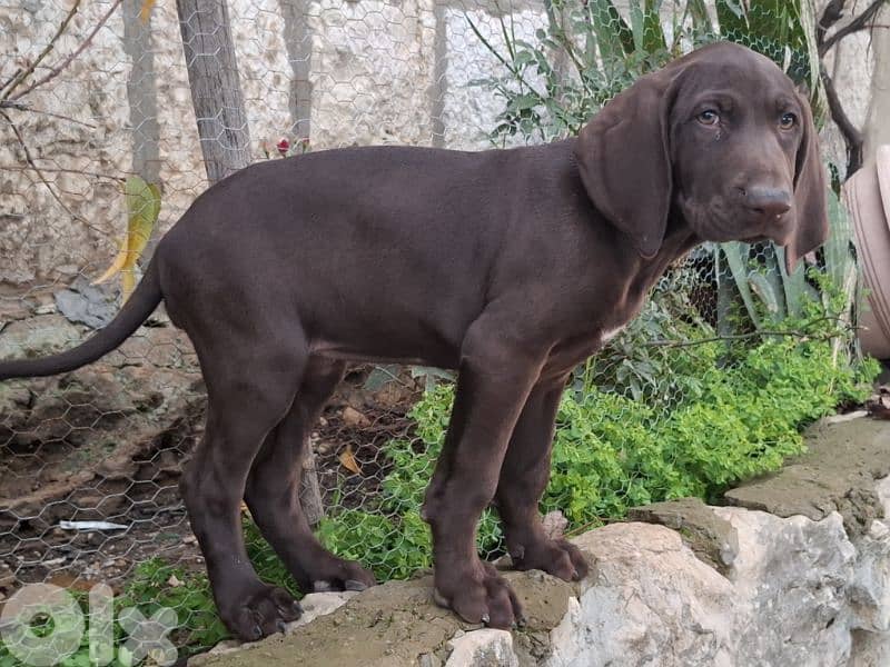 Gsp puppies available 2