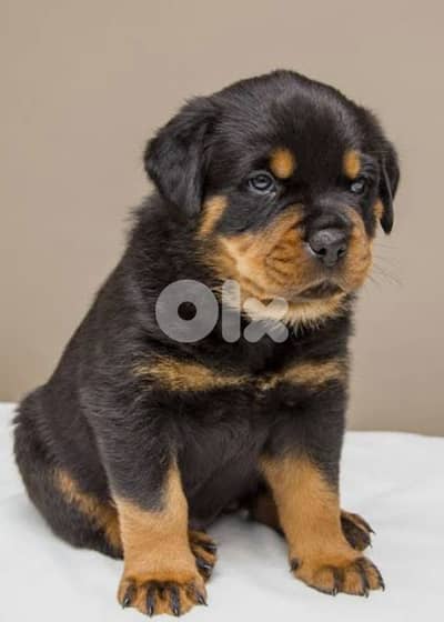 rottweiler