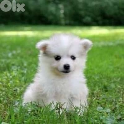 Adorable Pomsky puppy available in store & delivery
