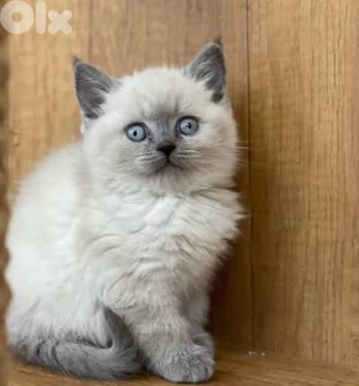 British Scottish blue point available