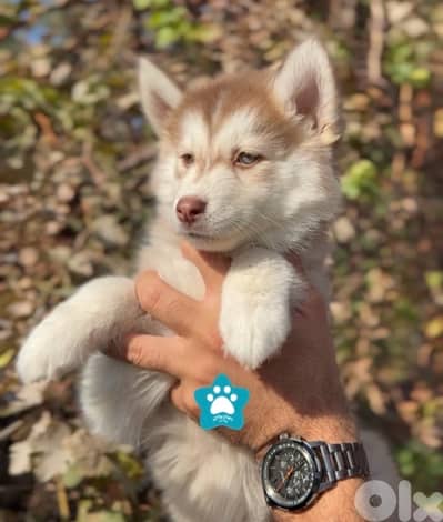 Beautiful Siberian Husky available