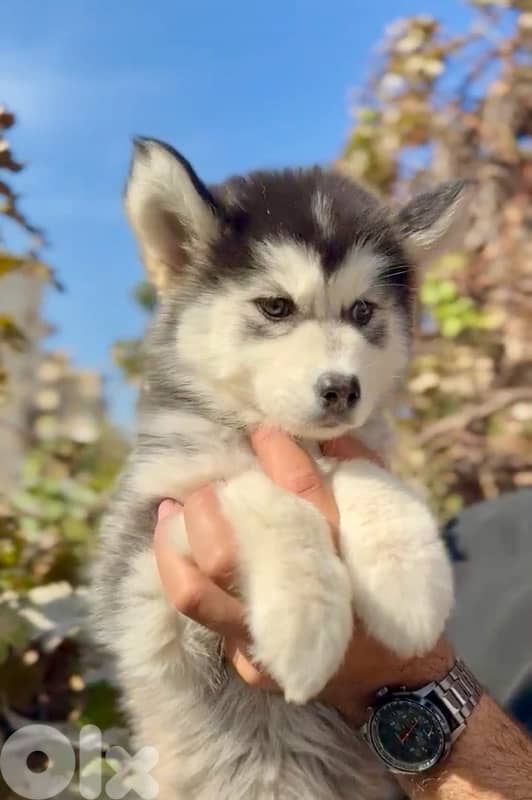 Unique Siberian Husky puppy available 0