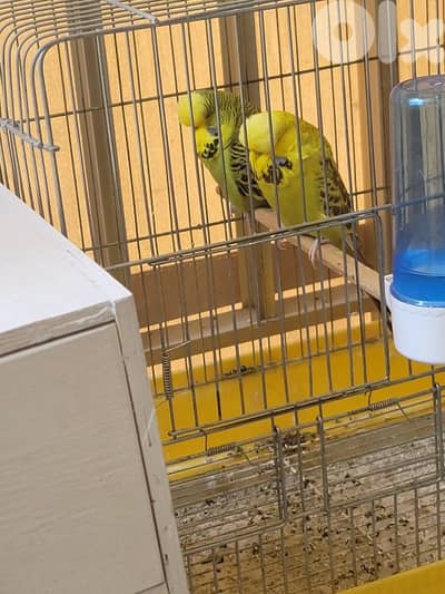 English budgies
