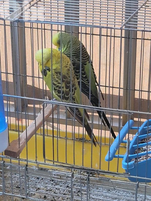 English budgies 2