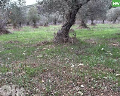 Own an Olive-Grooved Agricultural Land – Kaftoun, Koura REF#MW130282