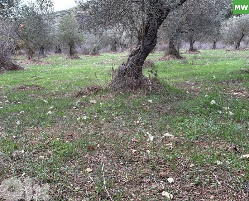 Own an Olive-Grooved Agricultural Land – Kaftoun, Koura REF#MW130282 0