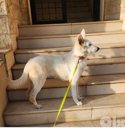 A super amazing friendly swiss shepherd