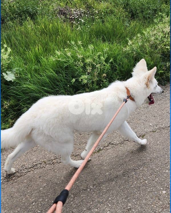 A super amazing friendly swiss shepherd 1