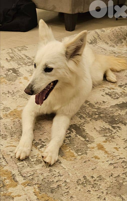 A super amazing friendly swiss shepherd 2